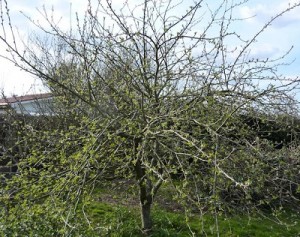 overgrown apple tree