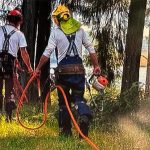 About to start limbing trees