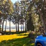 Limbed trees, showing improved view