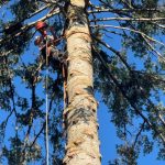Balsam Tree removal