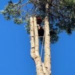 Balsam Tree removal