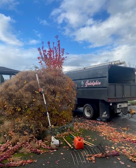Smoke Bush pruning