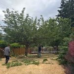 Cherry tree before