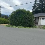 Laurel hedge before